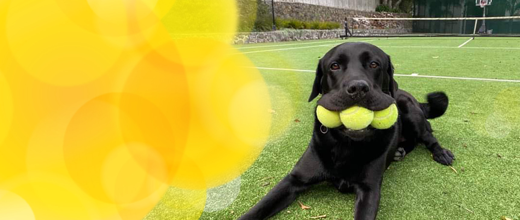 A cute dog smiling at the camera