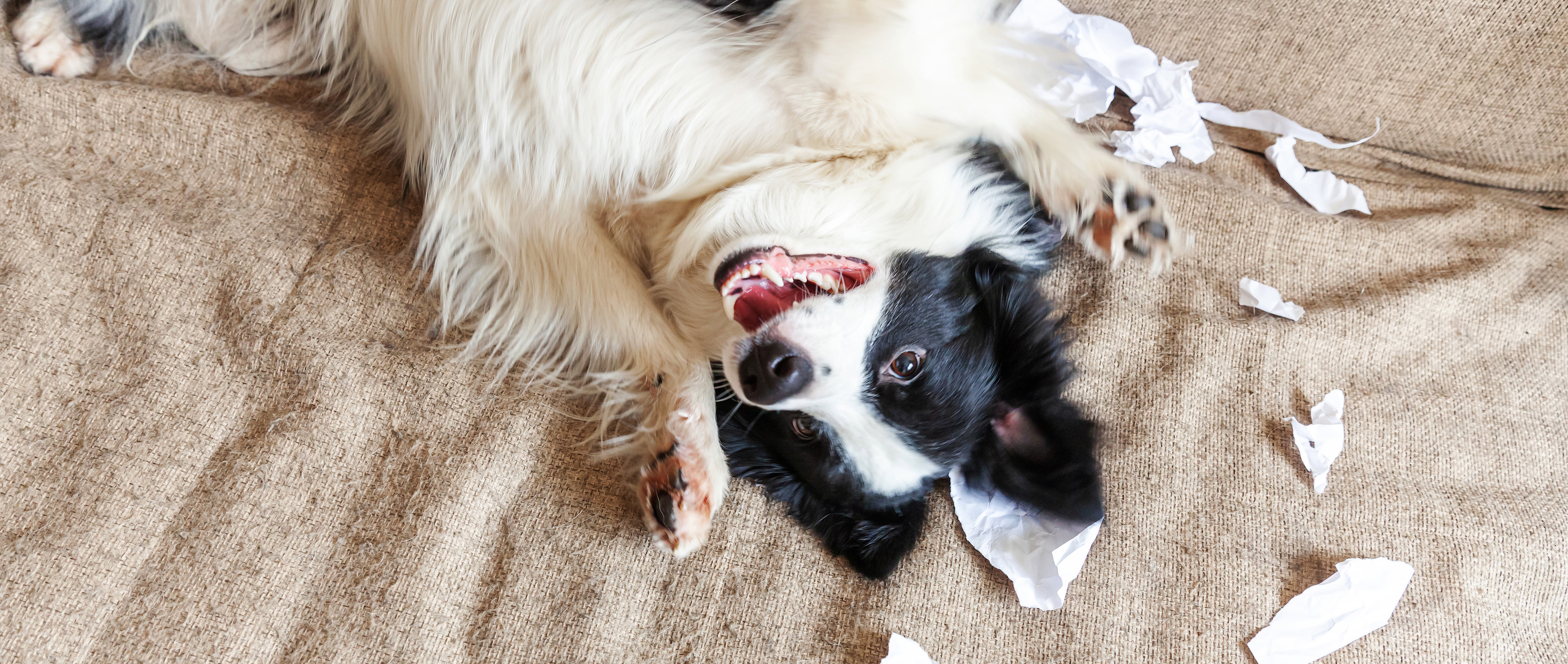 A cute dog smiling at the camera
