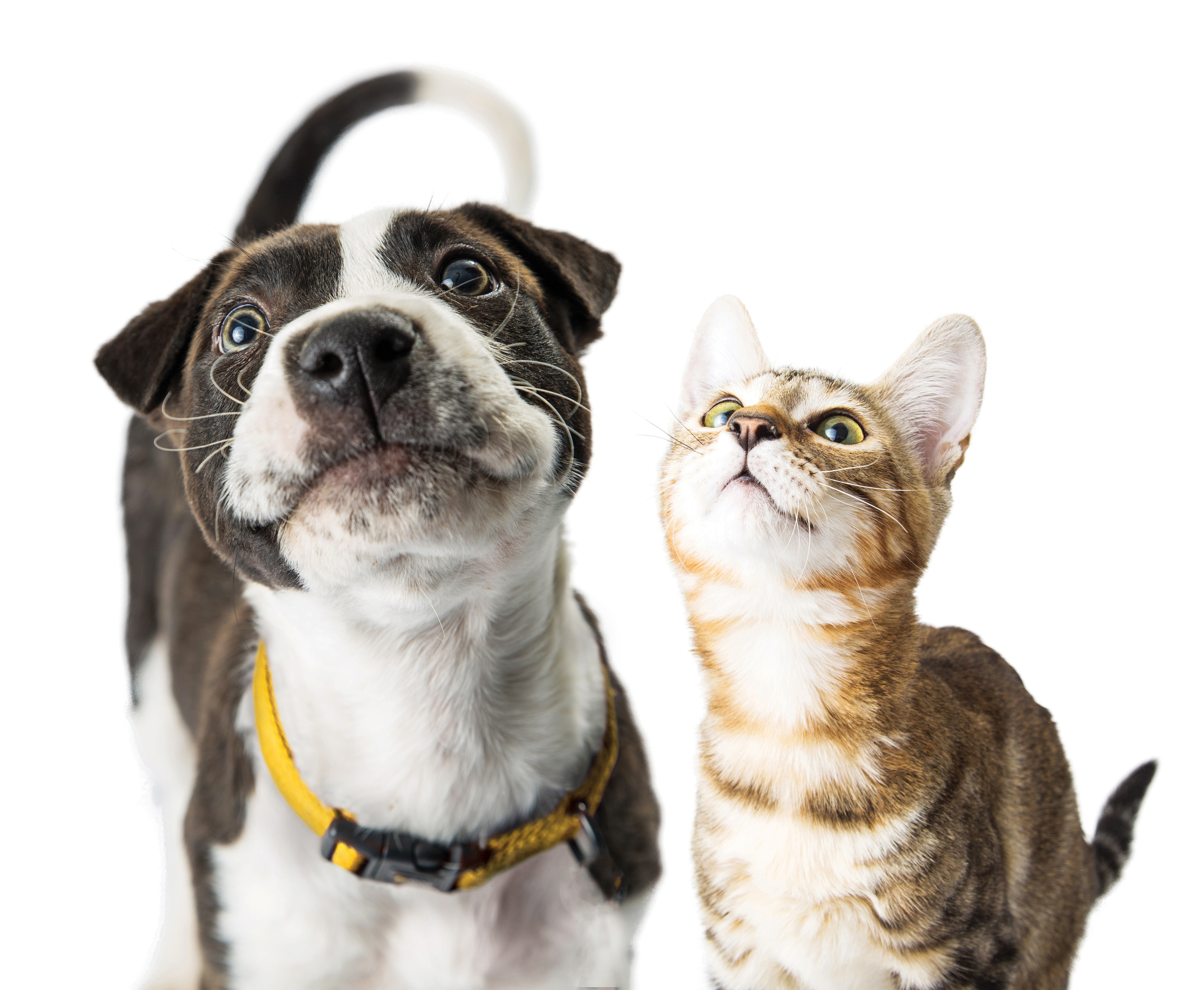 Vet expertise in an instant, AA Pet Insurance partners with VetChat