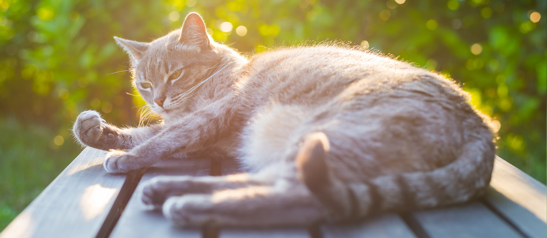 A cat laying in the sun