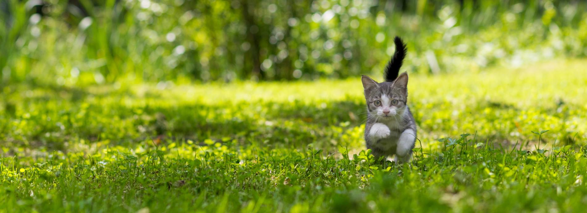 A kitten running on the grass towards the camera
