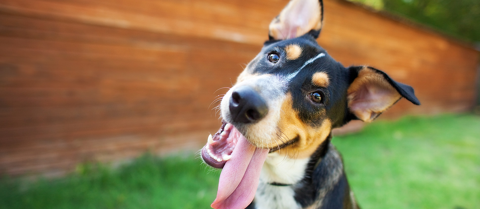 A dog smiling at the camera