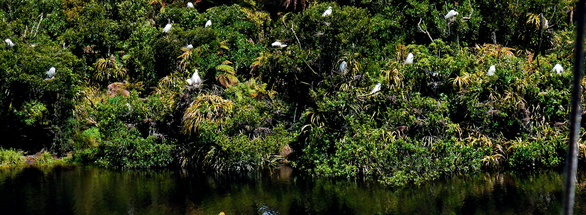 A Deep Green Journey