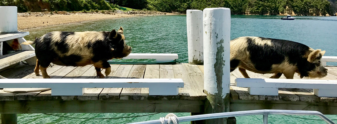 Sounds appealing: aboard the Pelorus Mail Boat