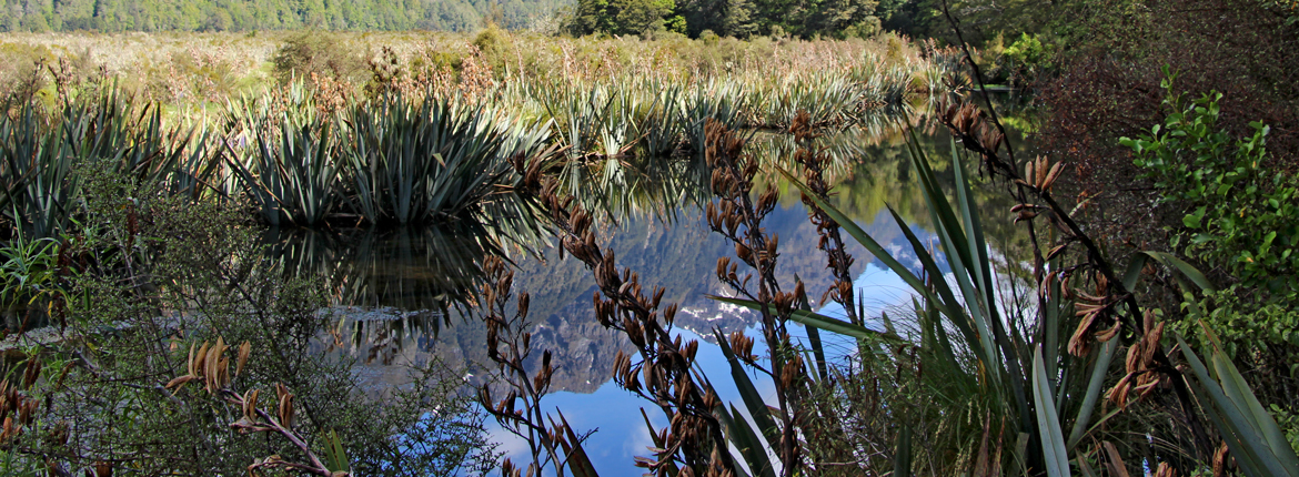 Milford Sound: A faraway haven