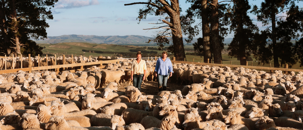 Foxtrot Home: bringing back a New Zealand wonder fibre