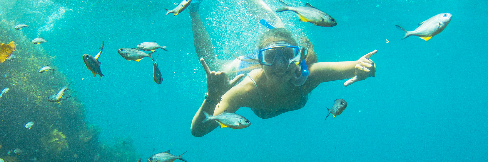 Discover a magical underwater world at the Poor Knights Islands.