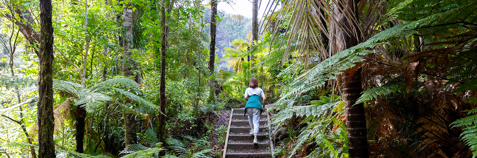 Three wonderful Waitākere walks