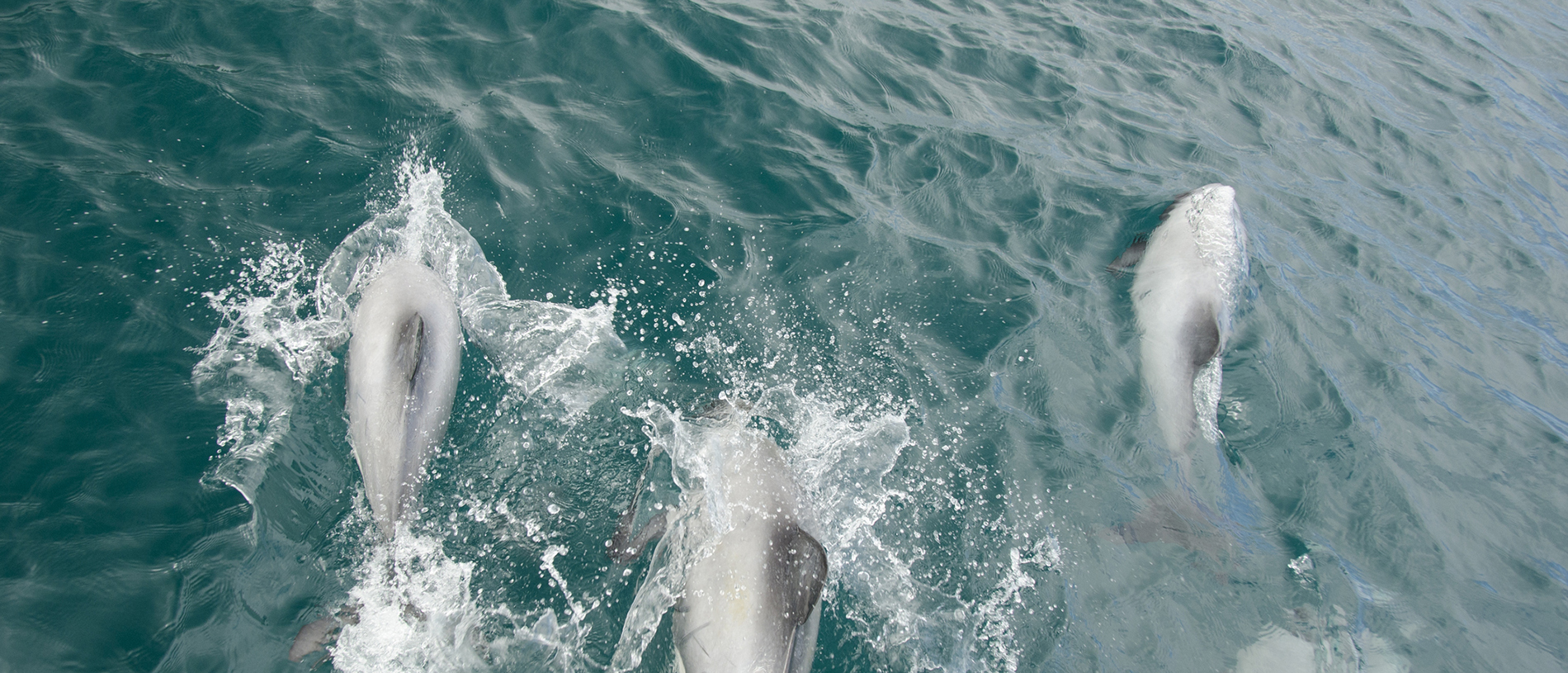 Akaroa Marine Reserve