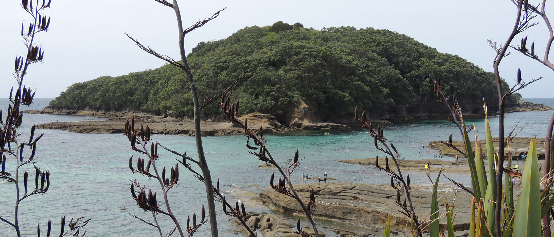 Cape Rodney-Ōkakari Point Marine Reserve (Goat Island)