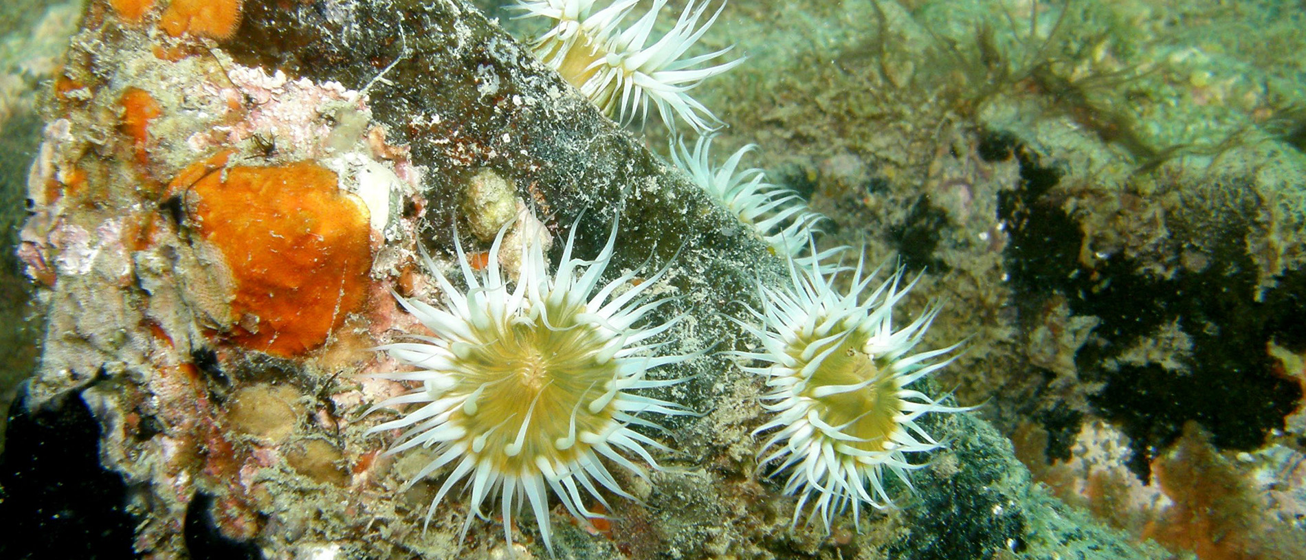 Horoirangi Marine Reserve