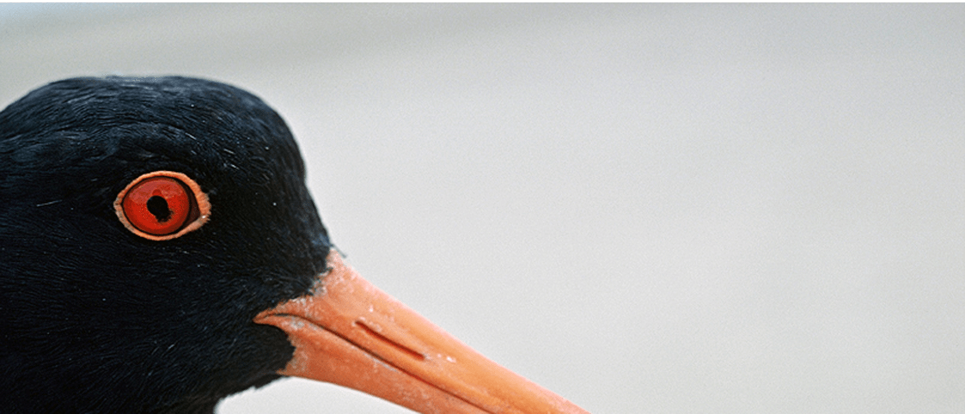 Motu Manawa-Pollen Island Marine Reserve