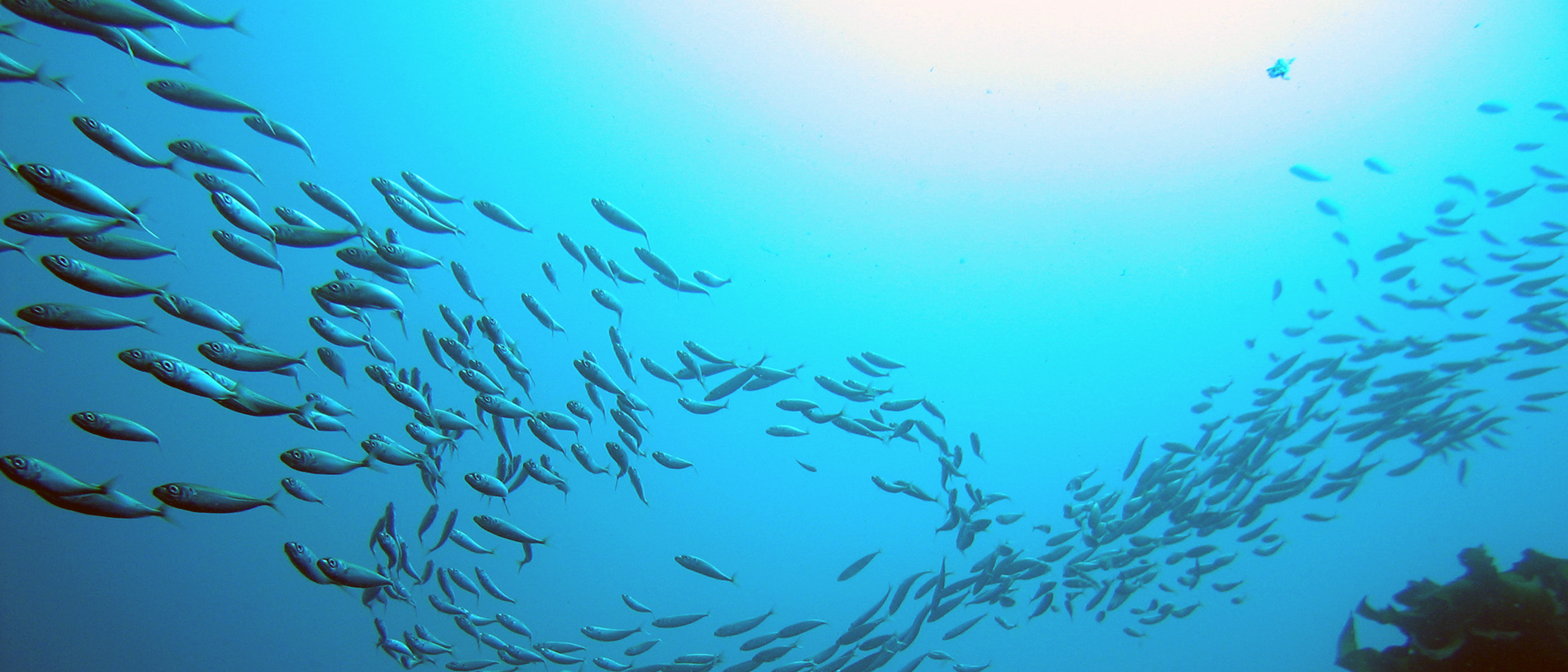 Poor Knights Islands Marine Reserve