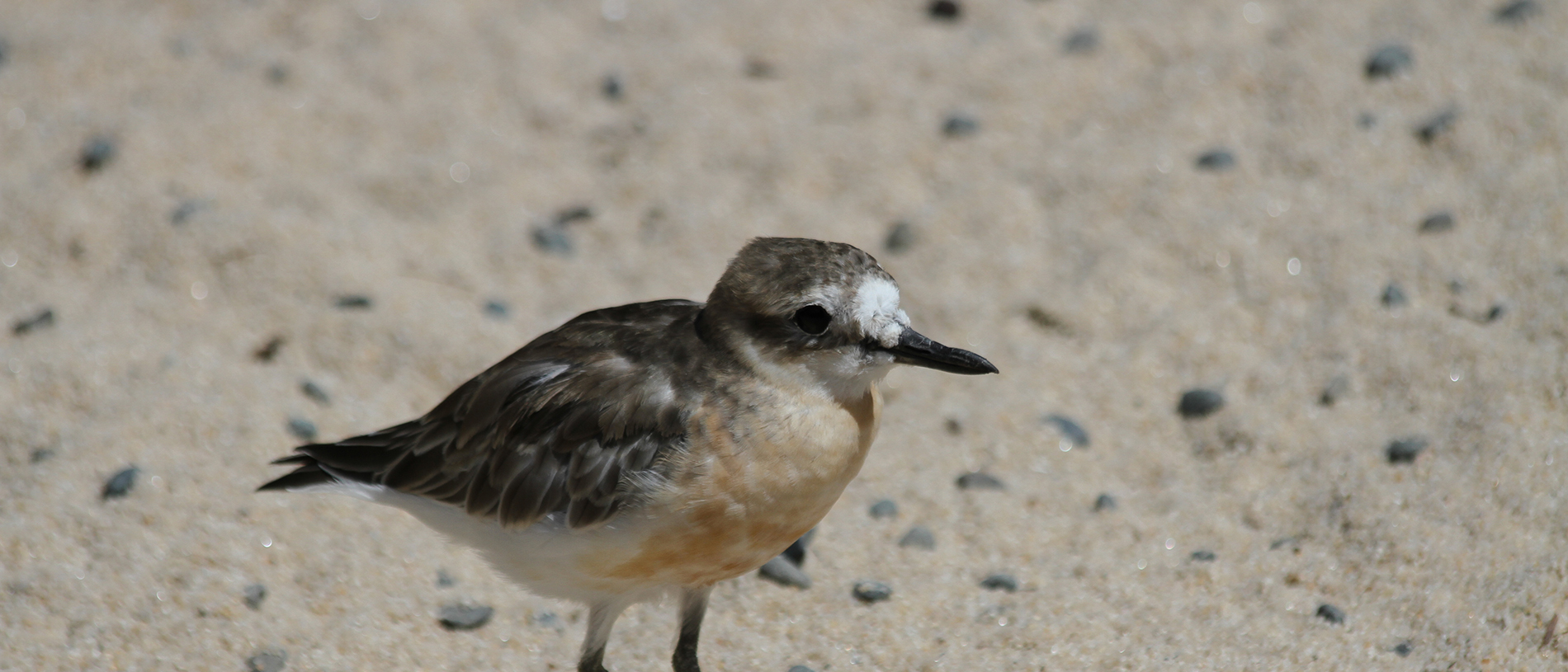 Mimiwhangata Coastal Park Marine Reserve
