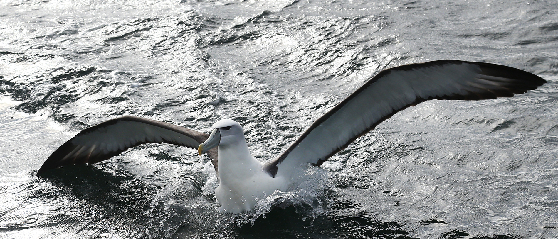 Loved by the locals: Southland