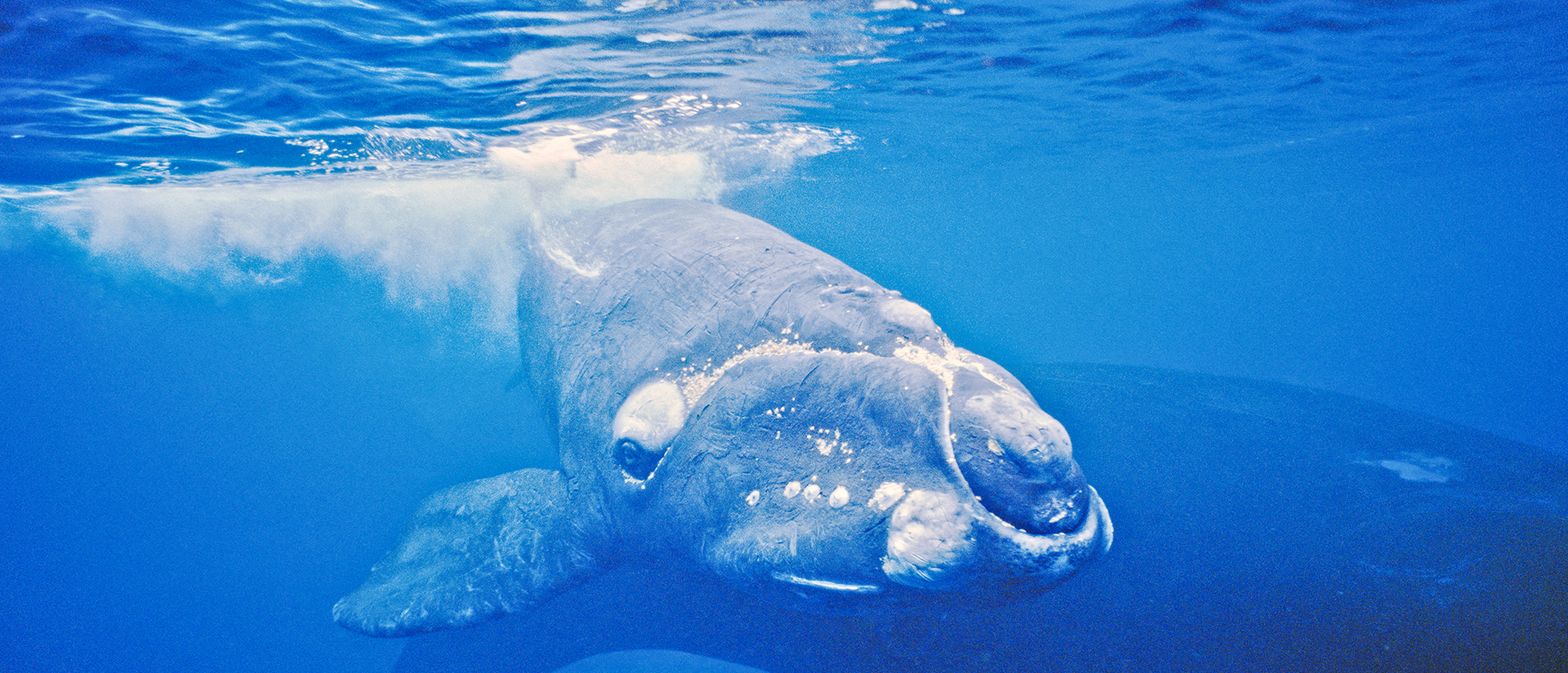 Our isolated marine reserves