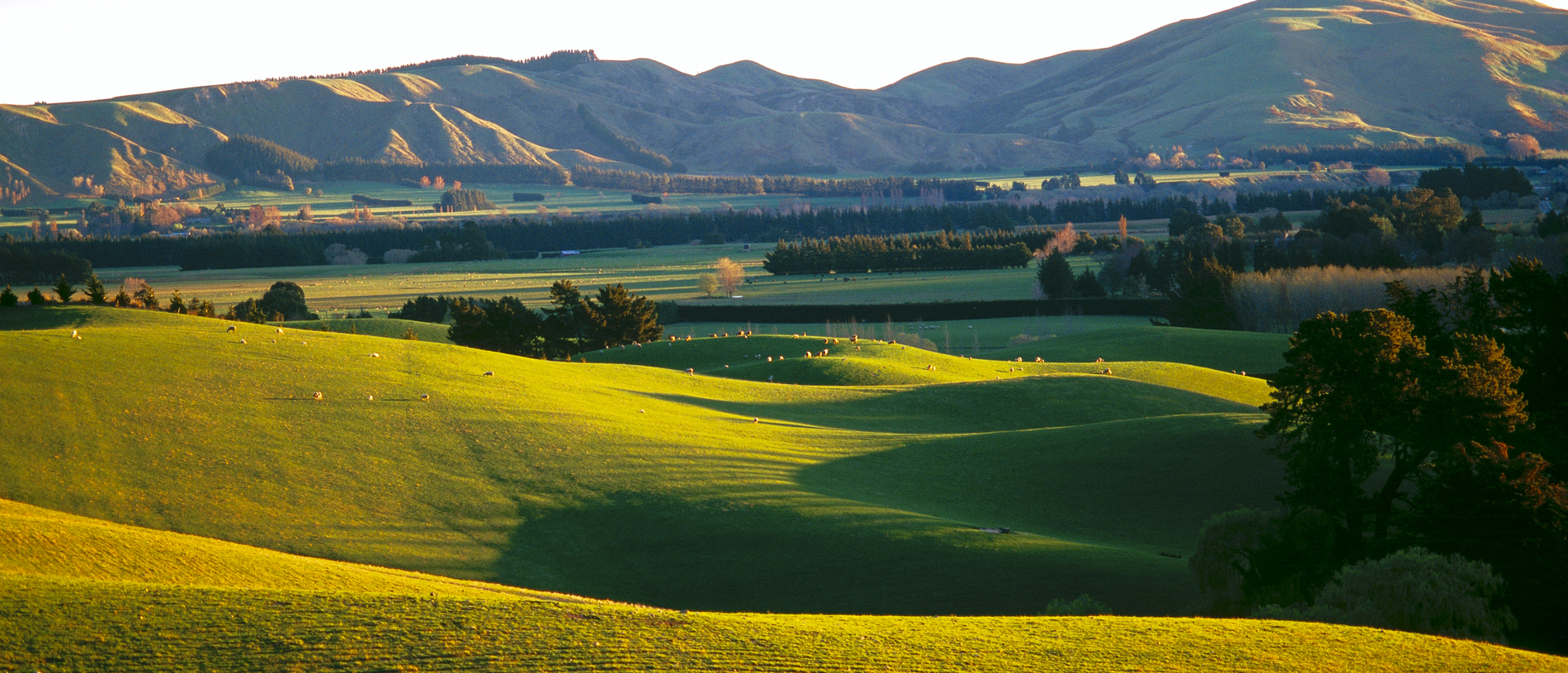 Cheviot: secret spots and sheep sculptures