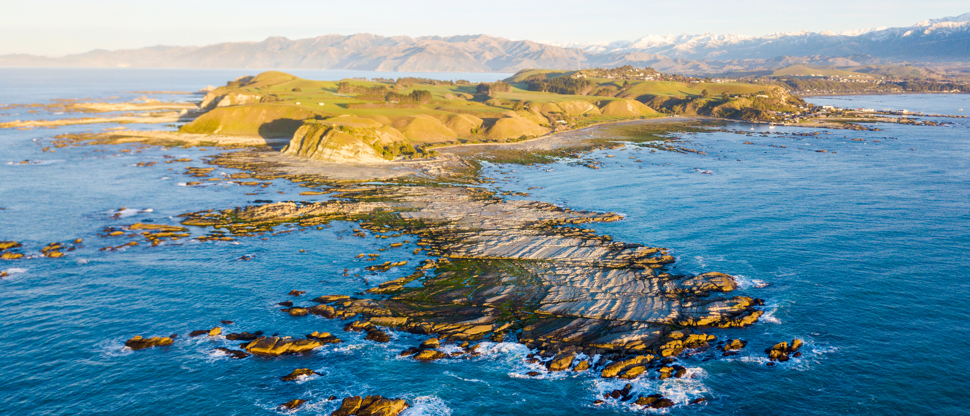 Coastal Kaikōura: magnificent marine life