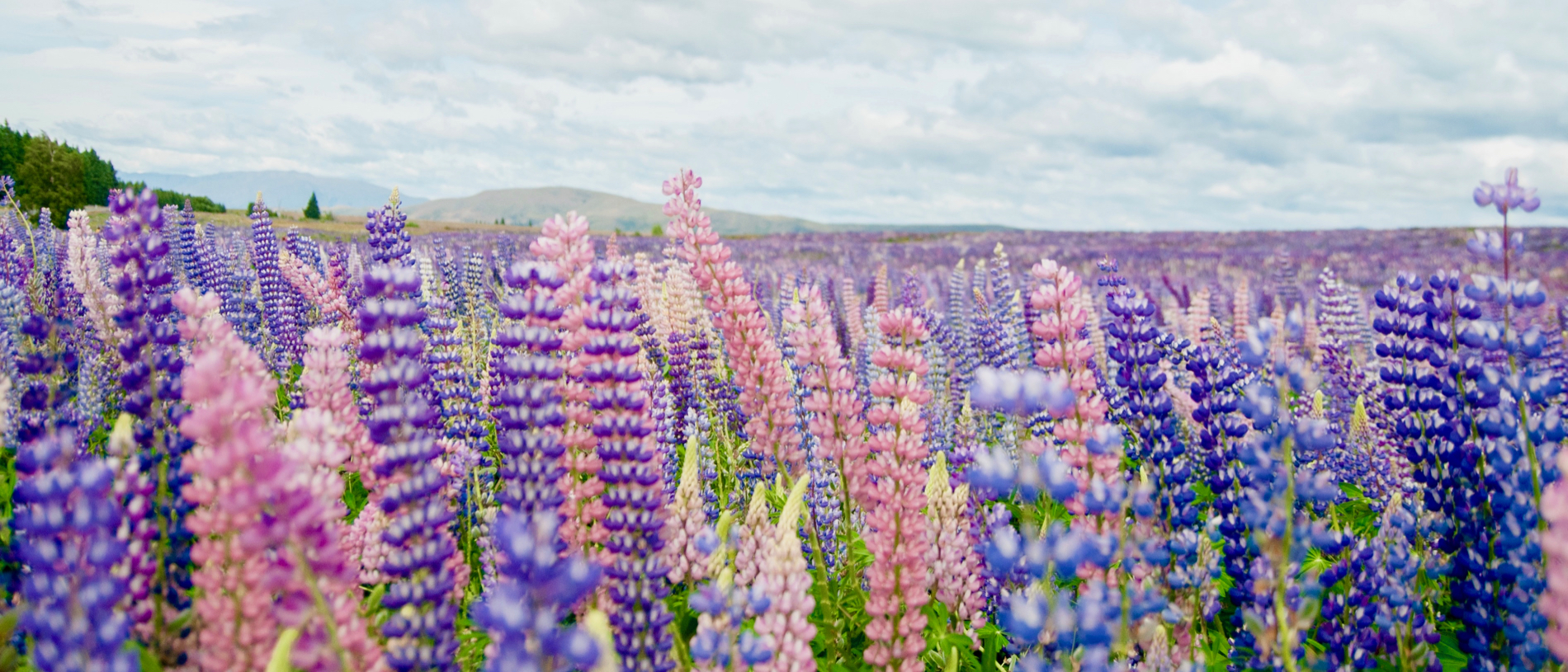 Loved by the locals: Mackenzie