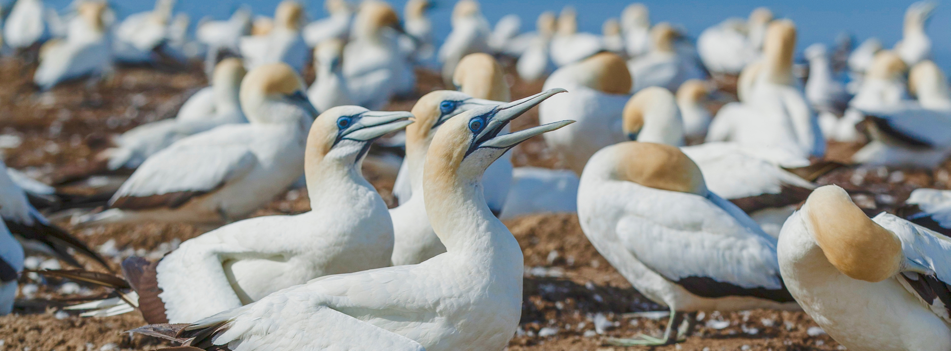 Cape Kidnappers: majestic gannets and more