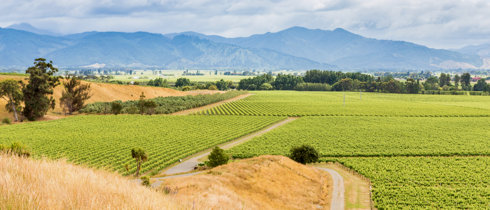 Classic New Zealand Wine Trail: Napier to Blenheim