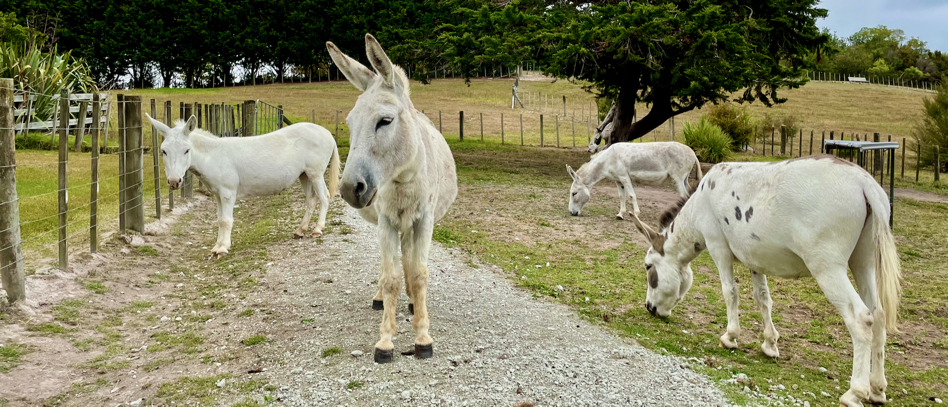 Family fun: 5 kid-friendly activities on a road trip between Auckland and Whangārei