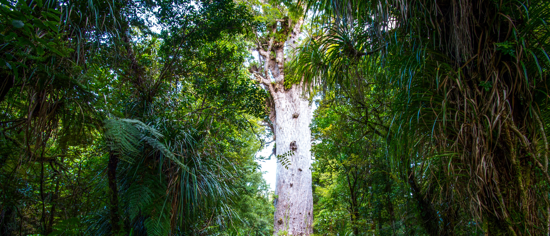 Kauri Coast: home again