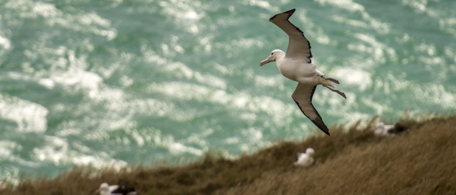 Otago Peninsula: prodigious wildlife and a bona fide castle