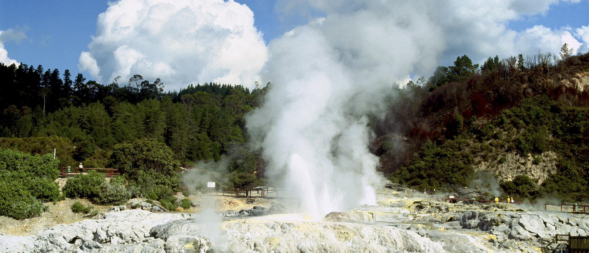 Whakarewarewa Valley