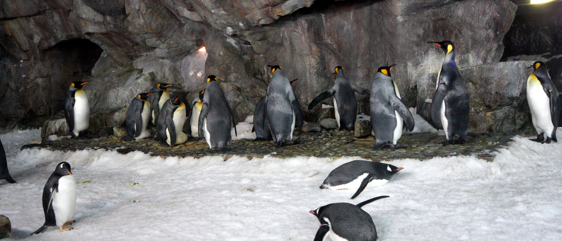 Auckland’s underwater zoo: Kelly Tarlton’s Sealife Aquarium