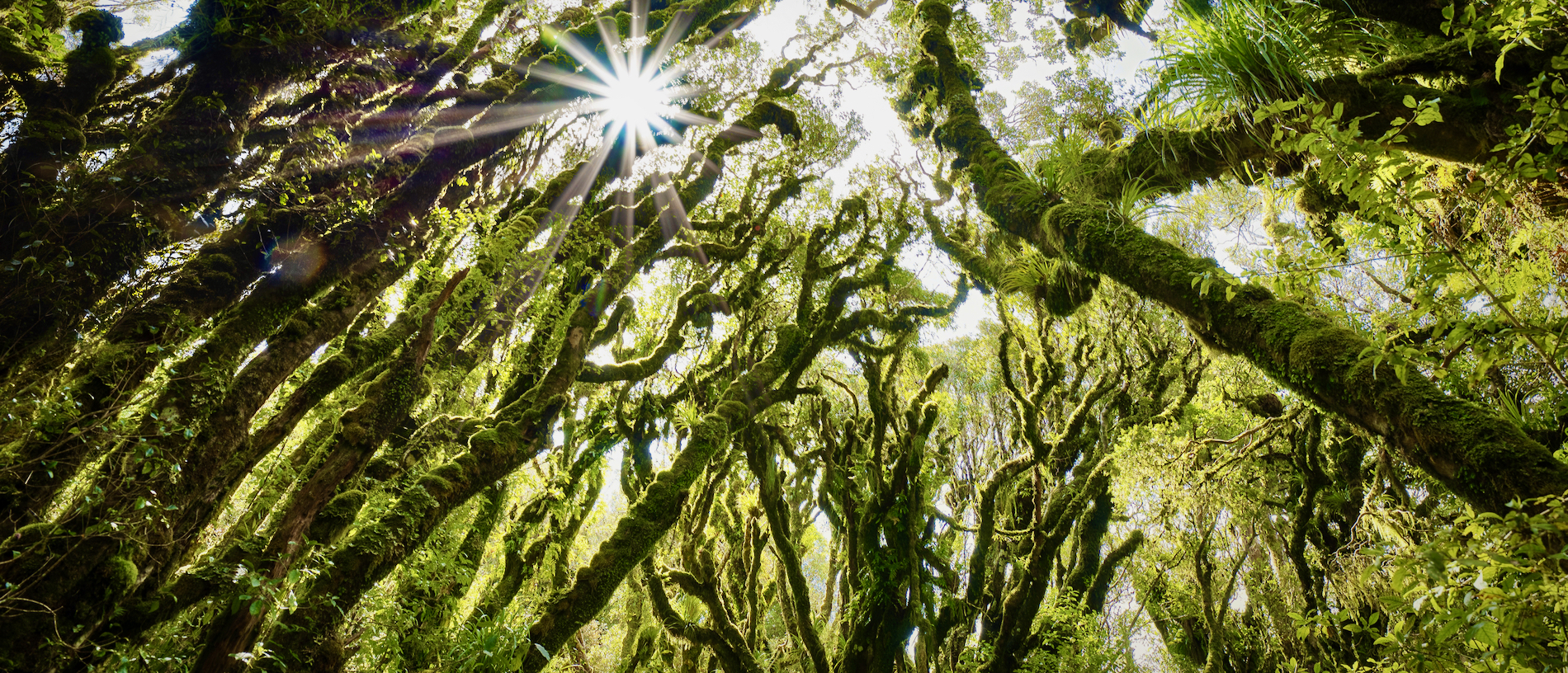 The Goblin Forest: lush and fantastical forest