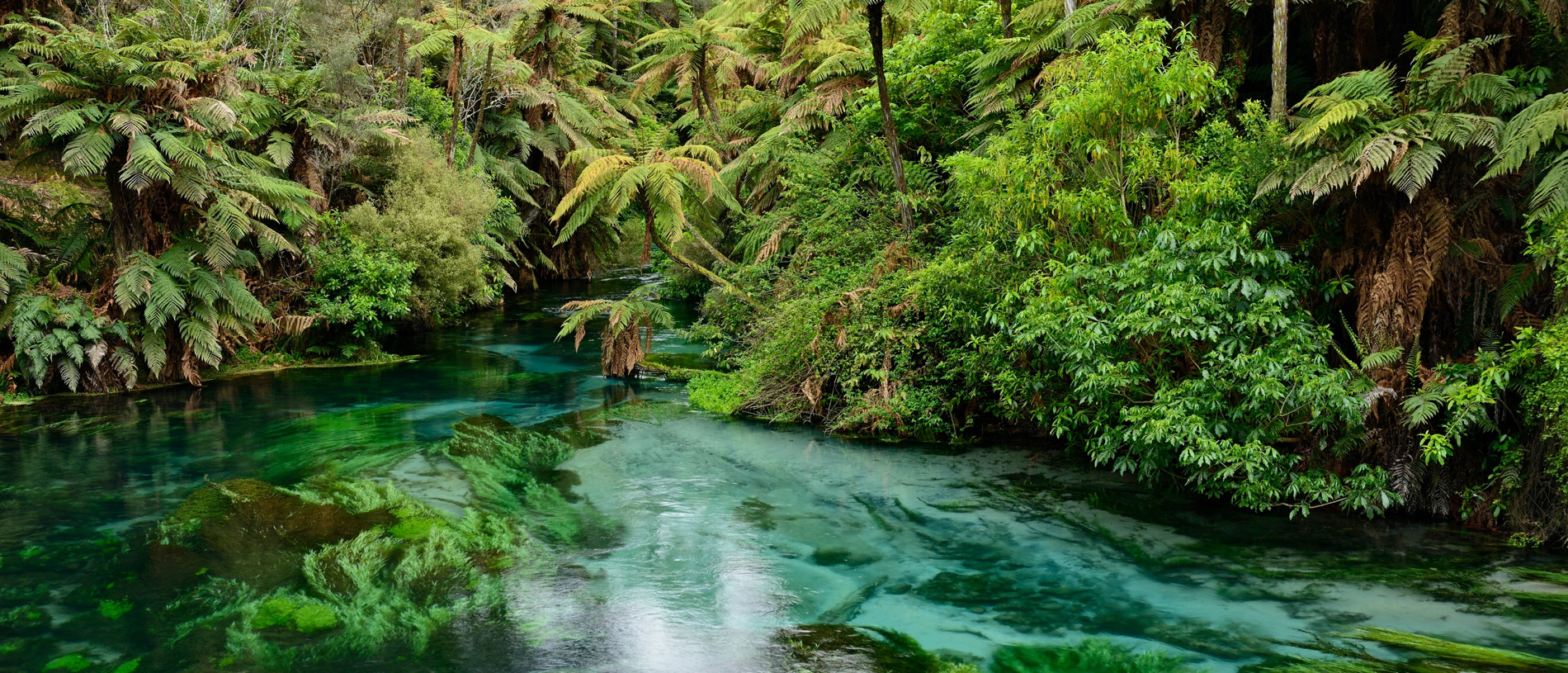 South Waikato: bliss in the farmlands