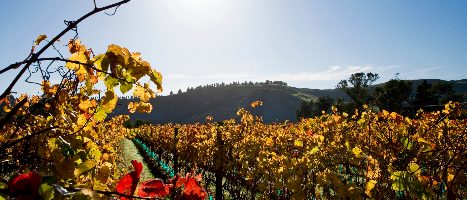 Indulge: a unique Martinborough wine experience