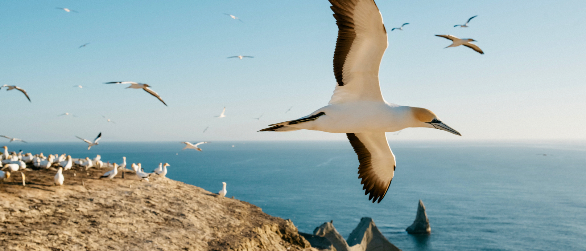 Cape Kidnappers’ Gannet Colony: the exhilarating sight of 20,000 gannets