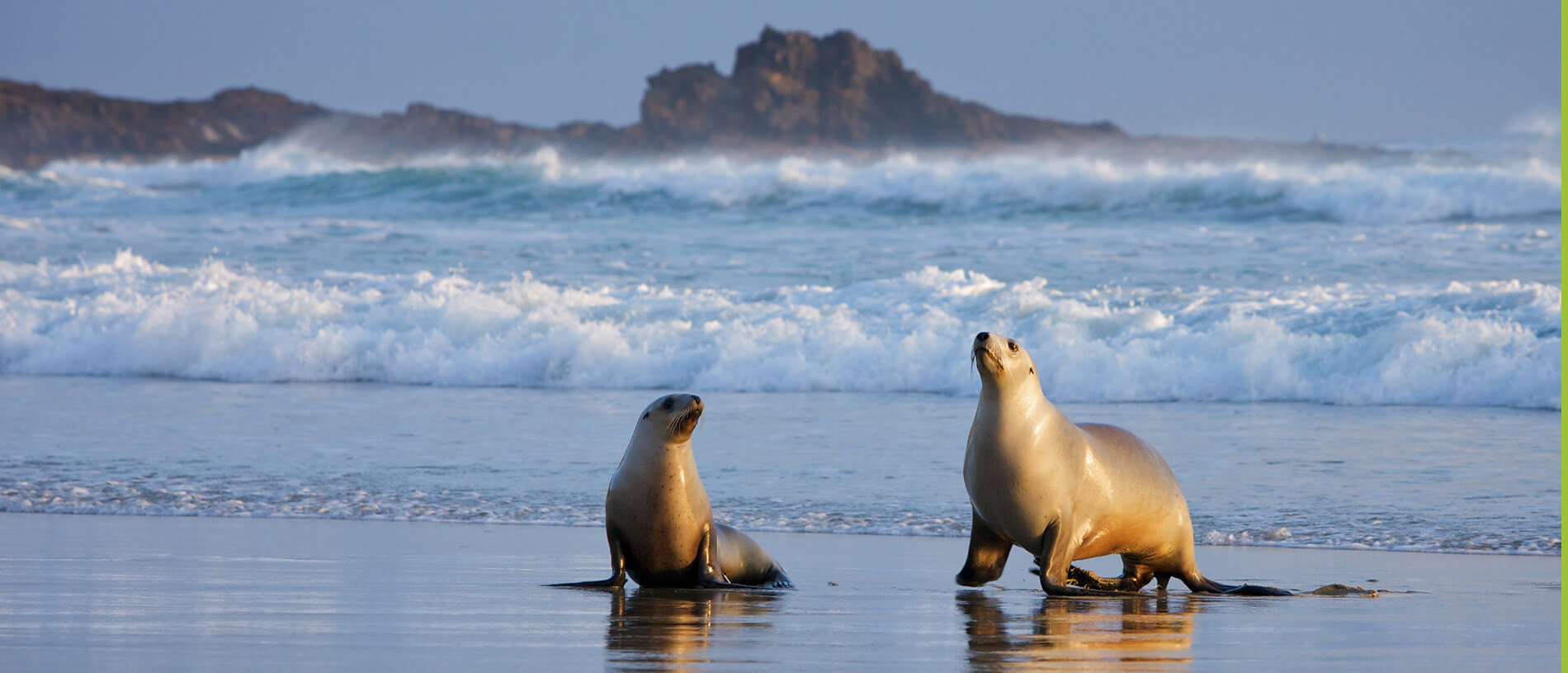 The wondrous wildlife of Otago Peninsula