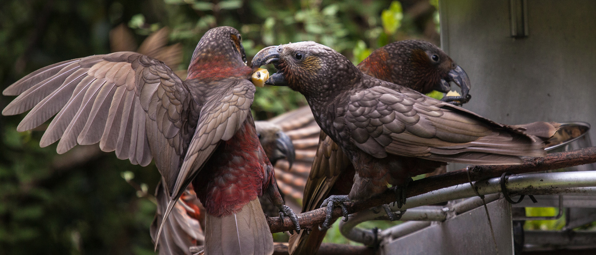 Pūkaha Mount Bruce National Wildlife Centre: all that’s great and native in the avian category