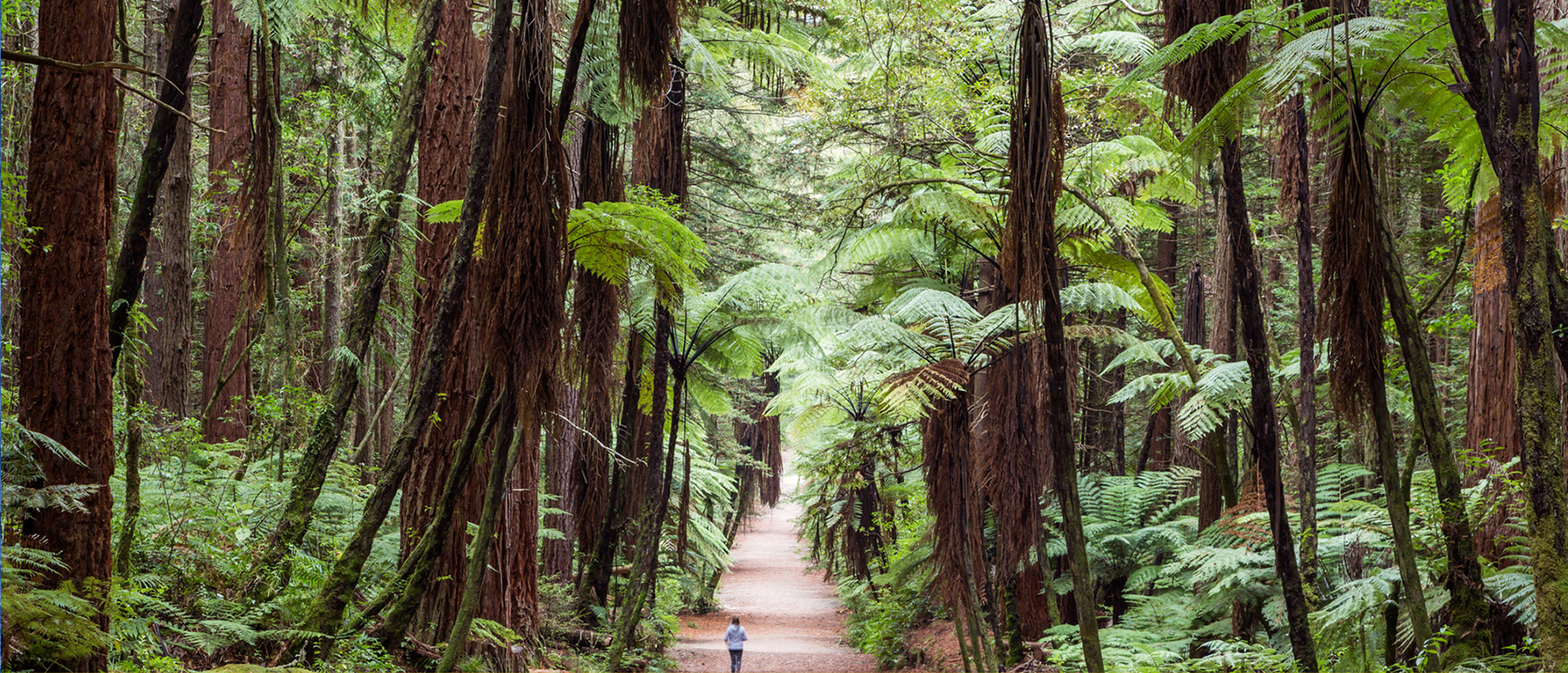 The Redwoods: 5,500 hectares of glorious trees