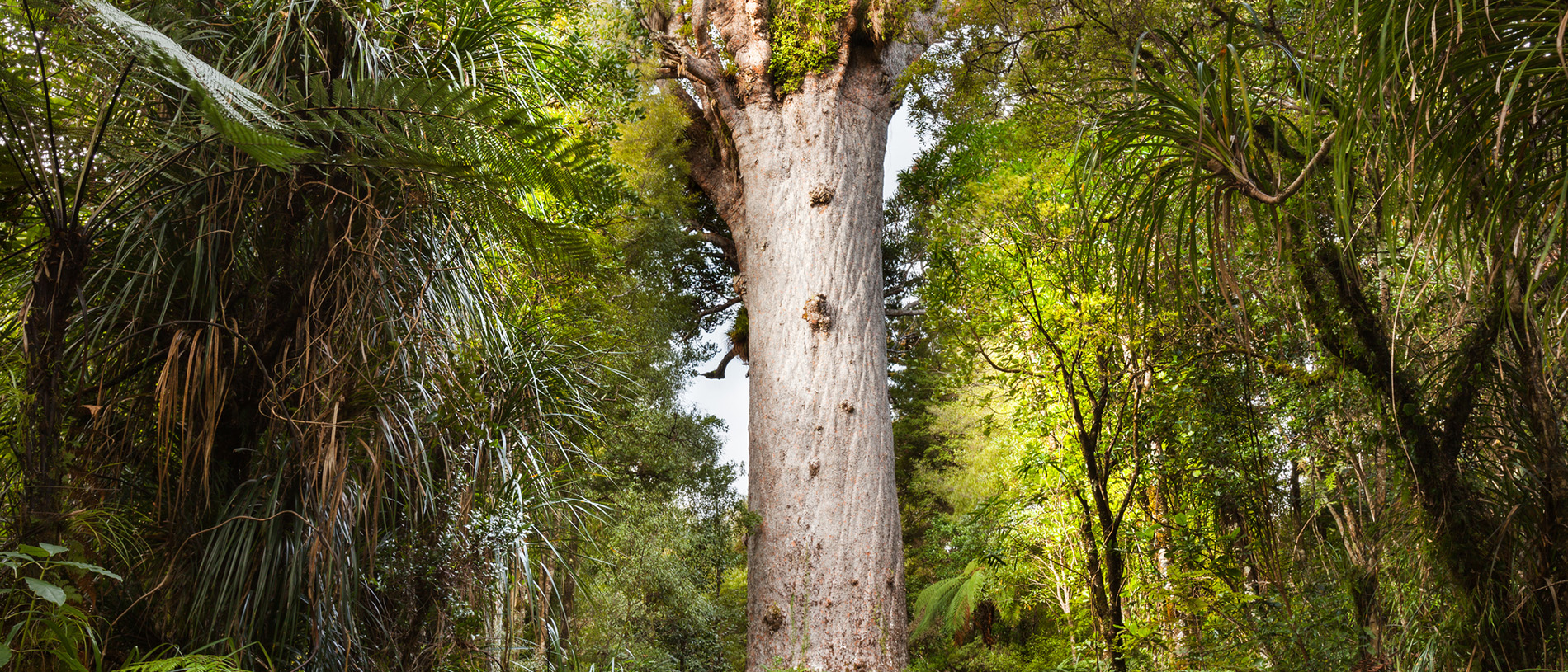 Tāne Mahuta: lord of the forest