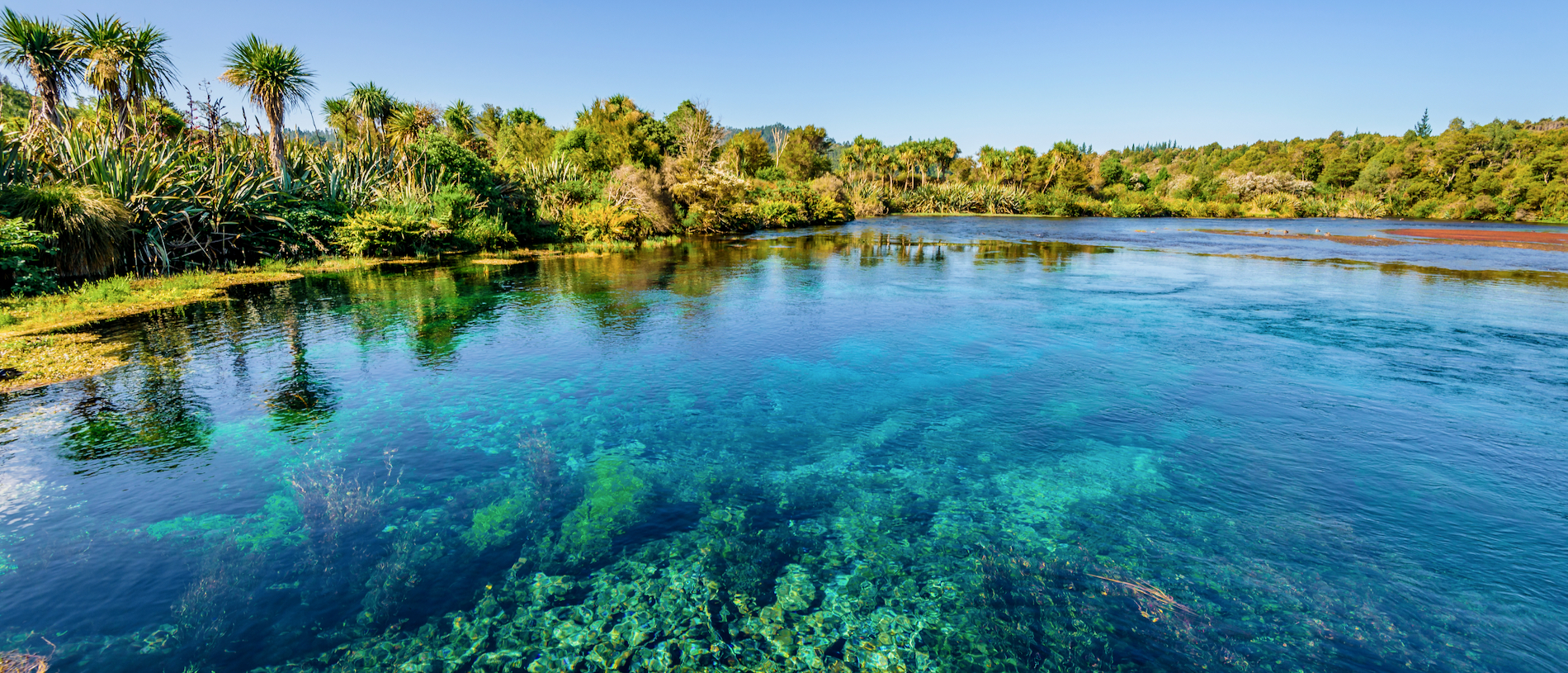 Te Waikoropupū Springs Scenic Reserve: spectacular freshwater springs