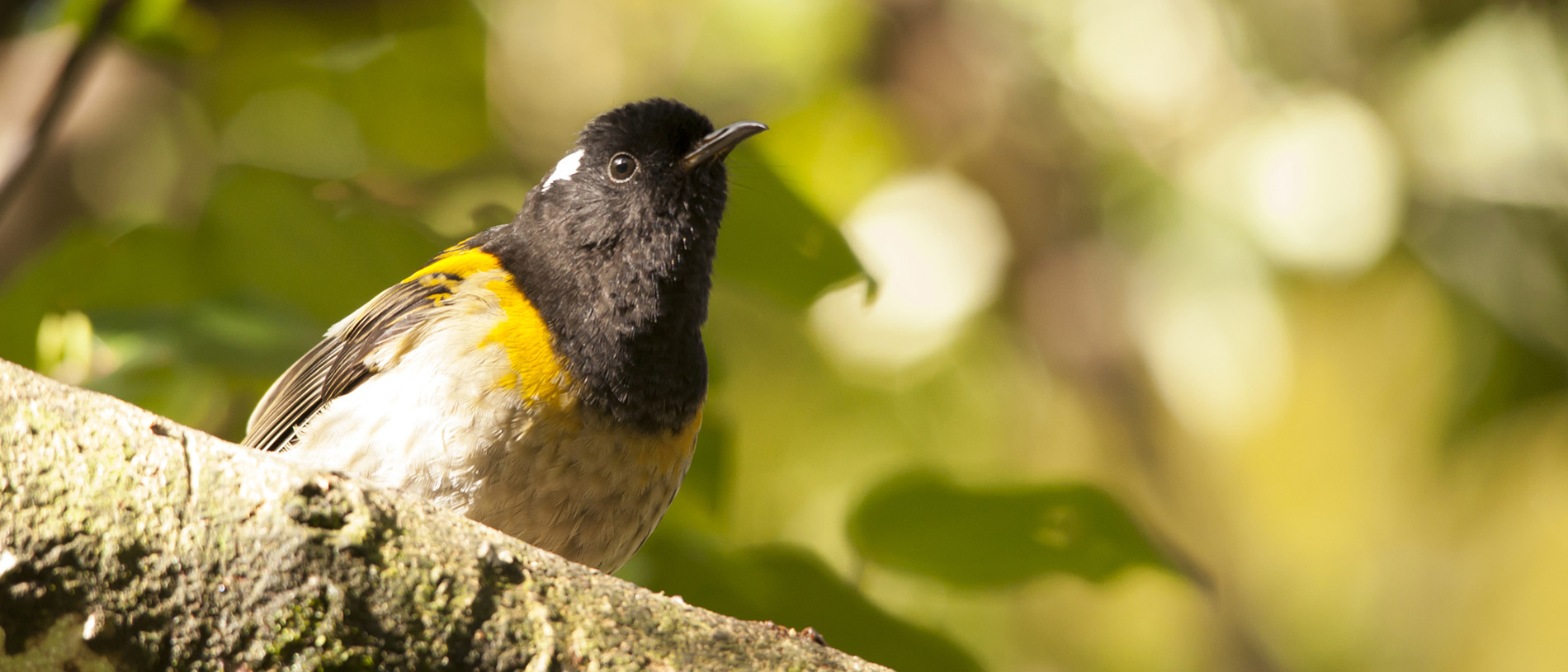 Zealandia: the world’s first fully-fenced urban ecosanctuary