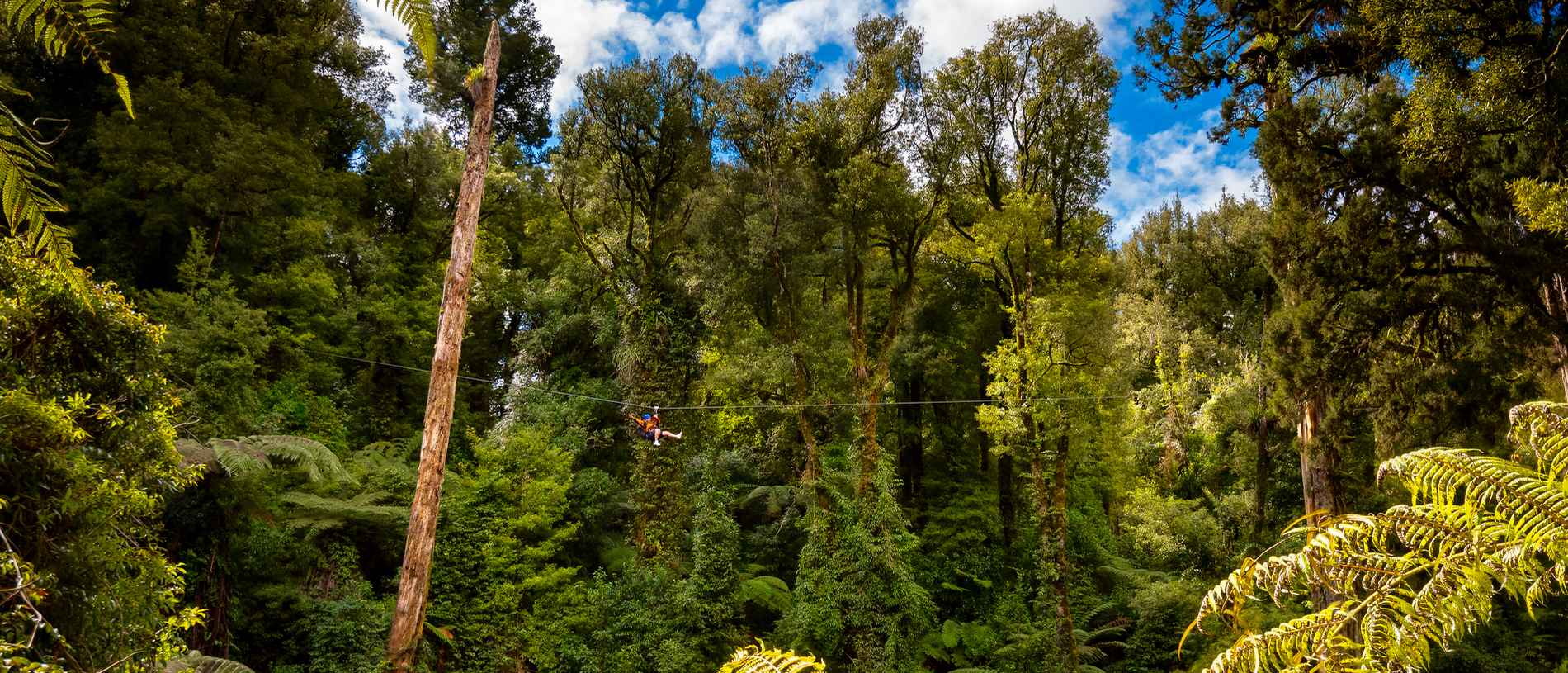 Get a whole new perspective of ancient forest in Rotorua