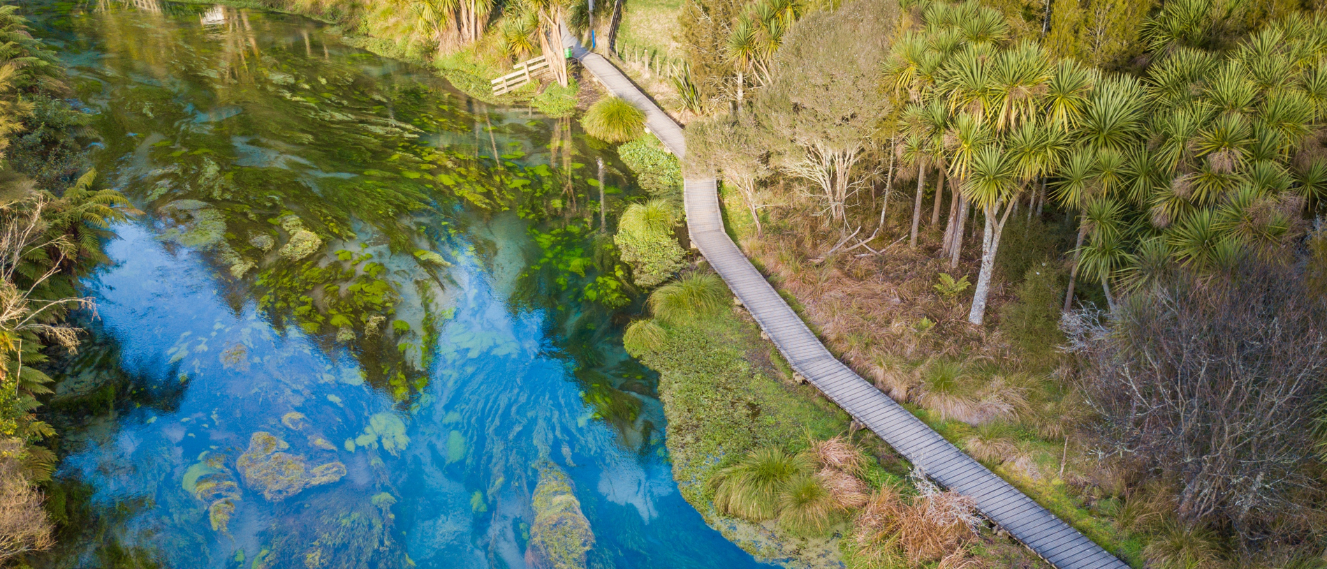 Admire the magnificent Blue Spring at Te Waihou Walkway
