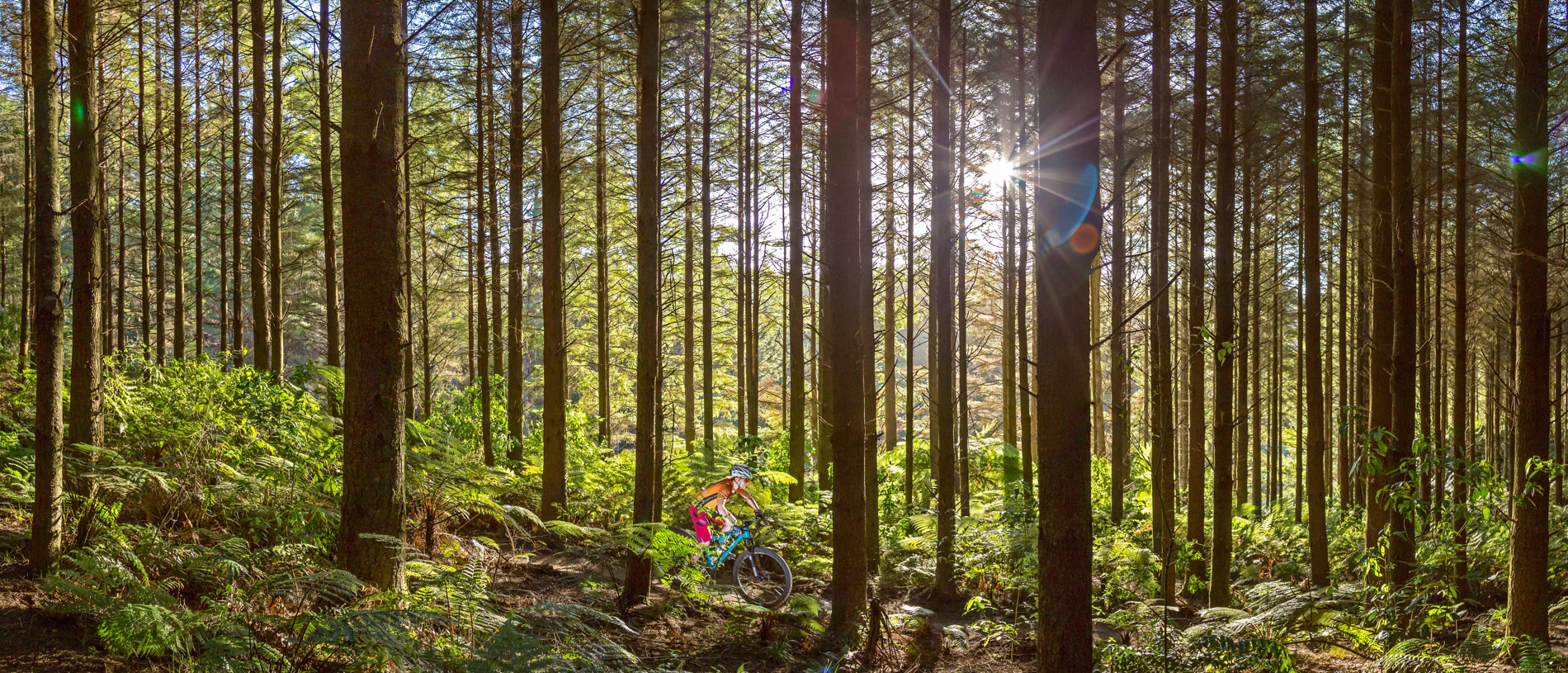 Take to the mountain bike trails in Whakarewarewa Forest