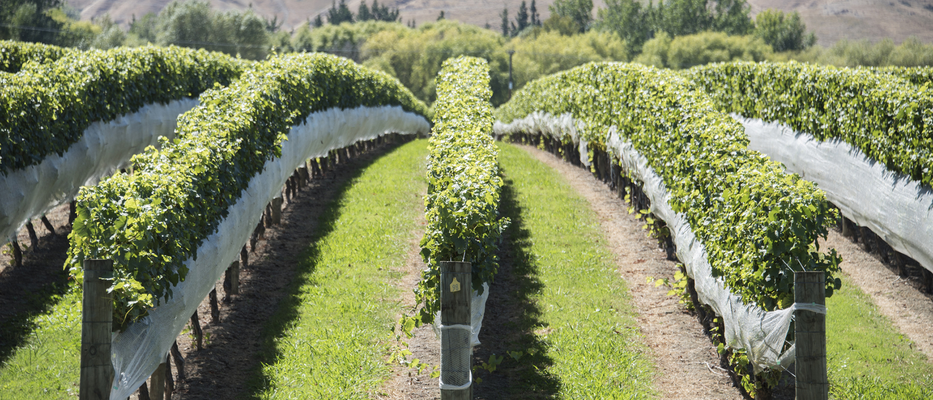 Hawke’s Bay Wine Trails