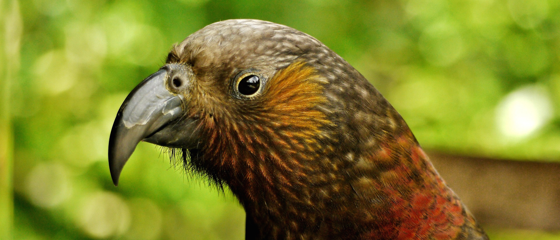 Kāpiti Island Nature Reserve: an accessible island sanctuary