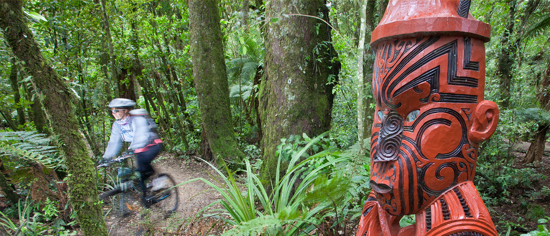 Timber Trail: cycle in the footsteps of early loggers