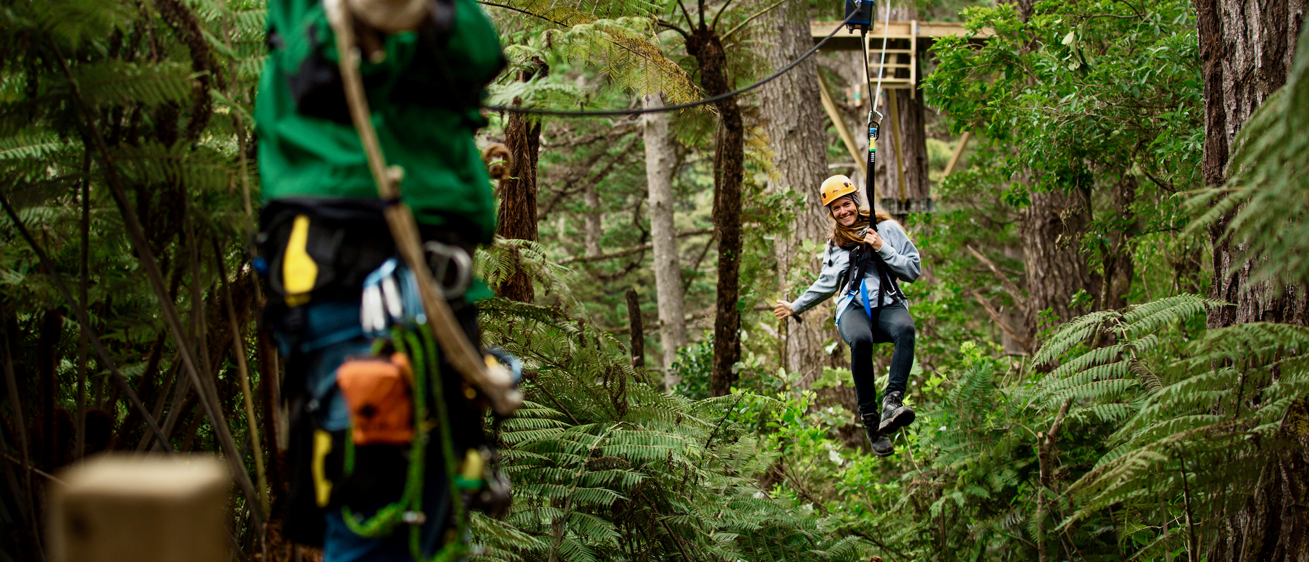 Travel through native bush via train or zipline in The Coromandel