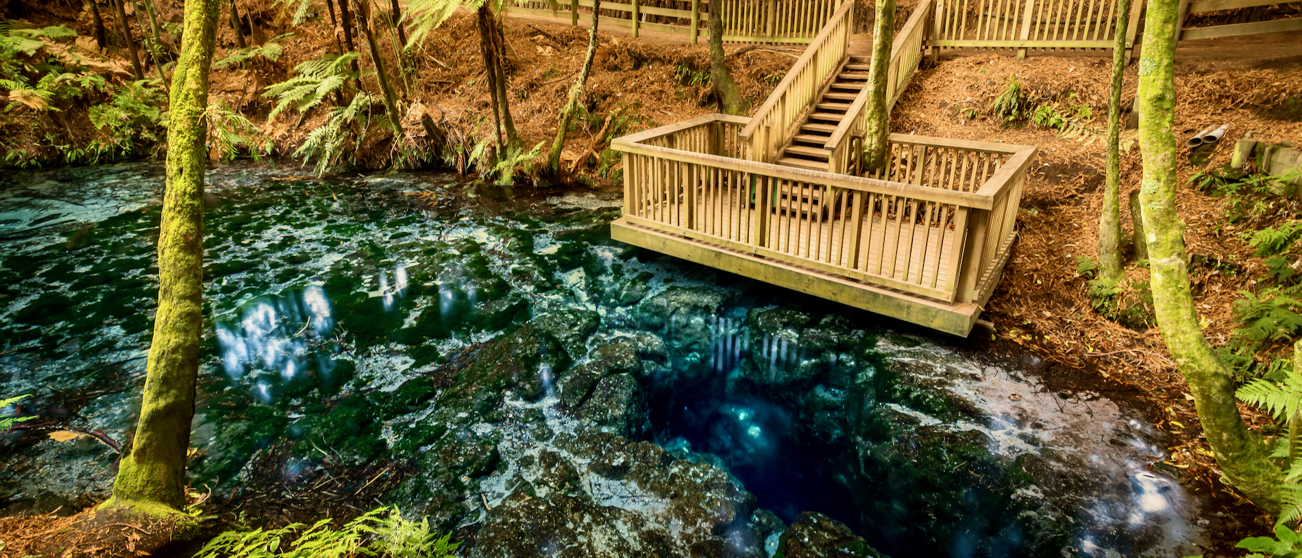Admire the vibrant hues of Hamurana Springs