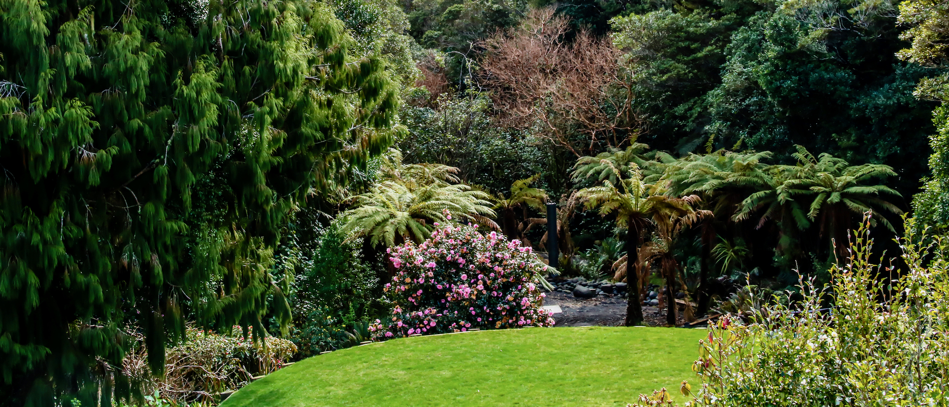 Wander amongst the blooms at Pukeiti Gardens