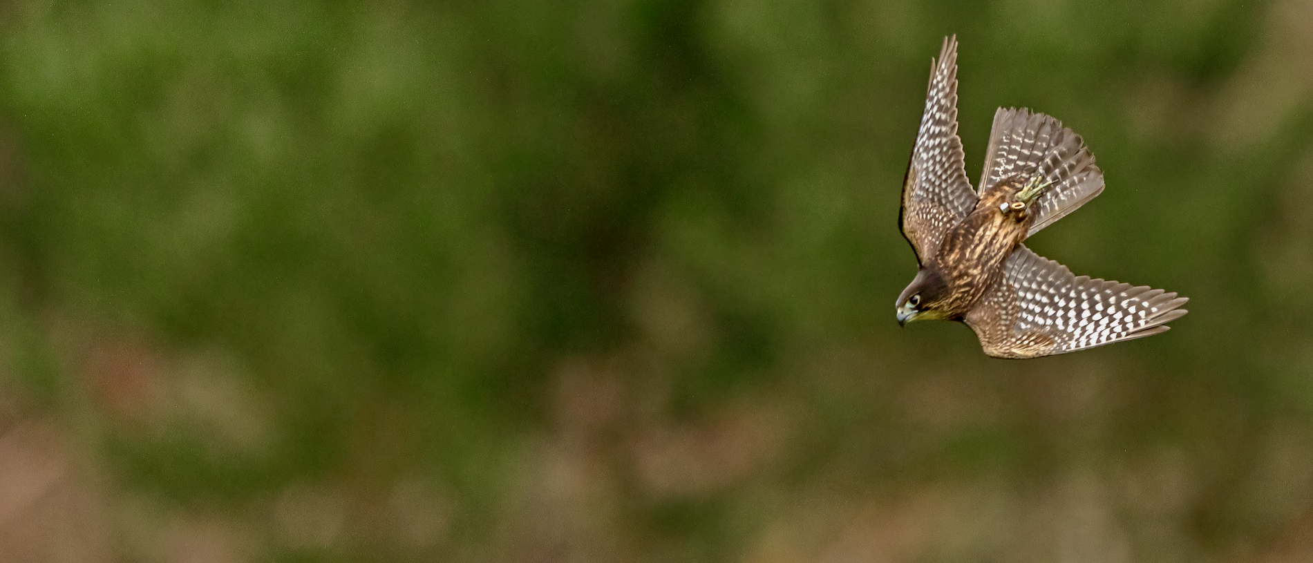 Get up close with native falcons in Rotorua
